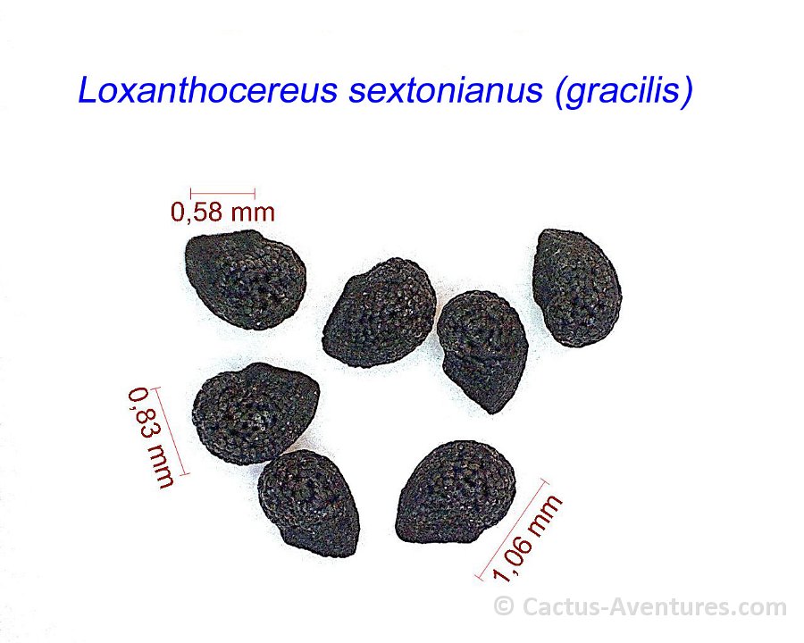 Loxanthocereus sextonianus (gracilis)